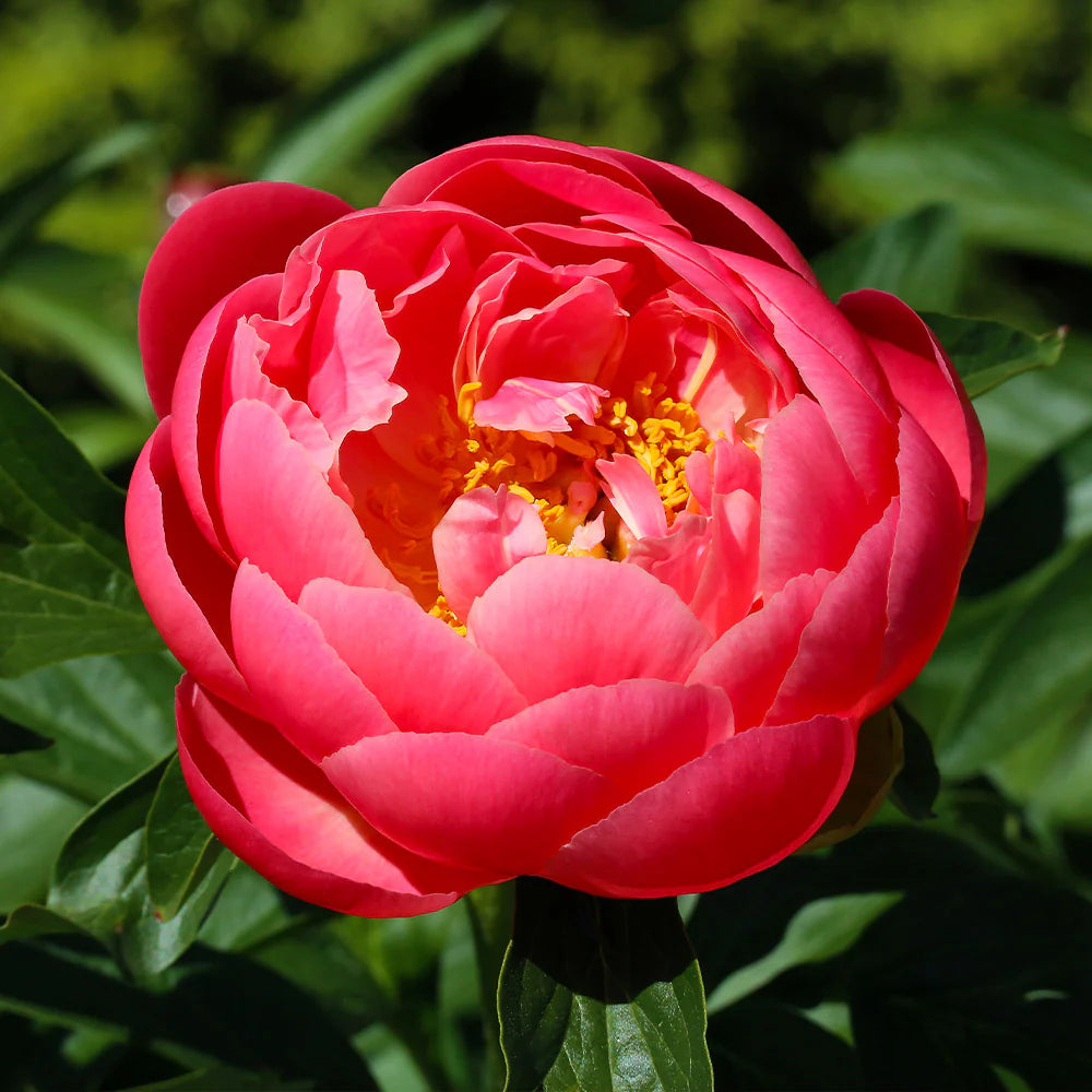See you next year! Peony Subscription