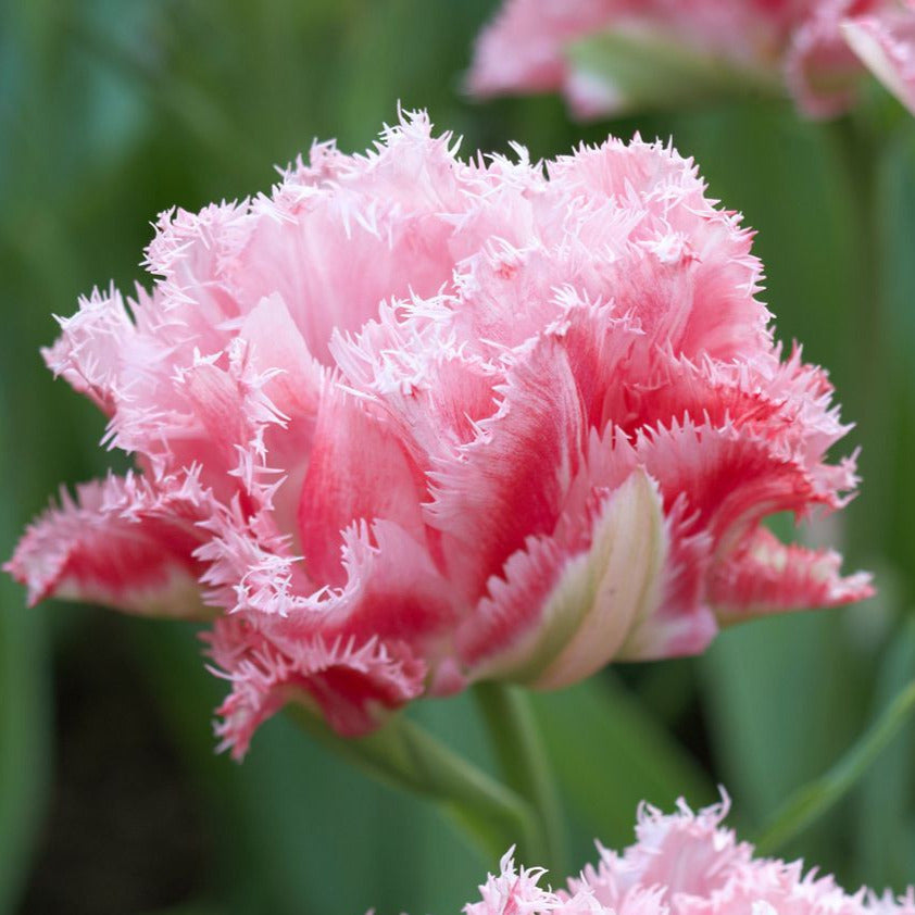 Tulip Crispion Sweet 10-pack – Growing Tkaronto Floristry