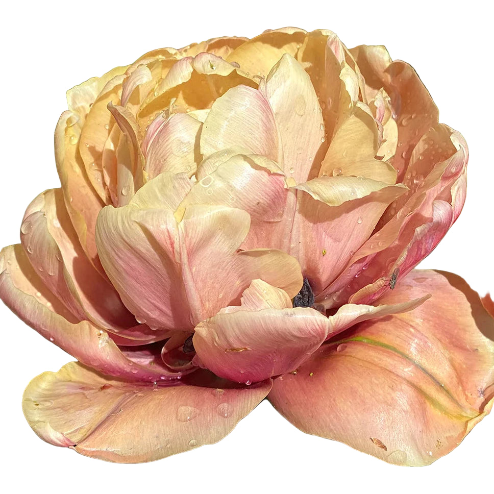 Tulip La Belle Epoque 10-pack