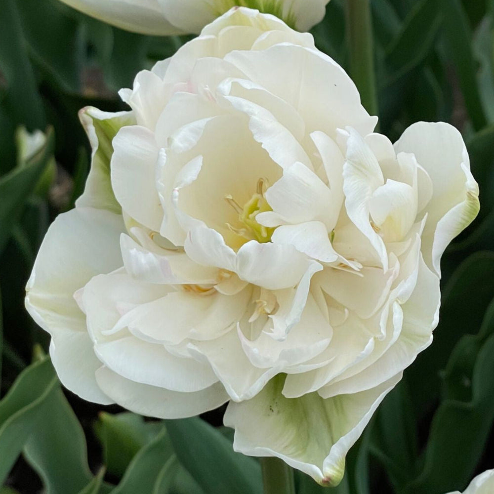 See you next year! Tulip Mania Subscription