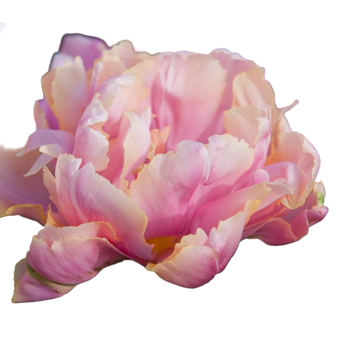 Tulip Pink Star 10-pack