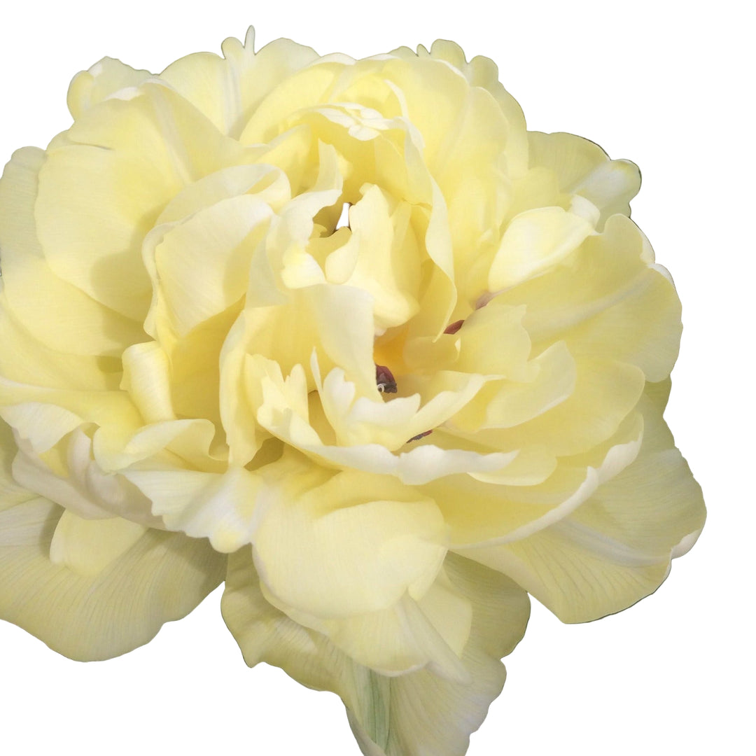 Tulip Avant Garde 10-pack