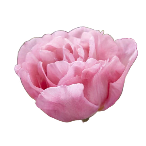 Tulip Mariage 10-pack