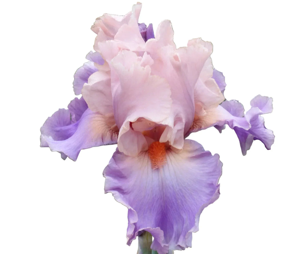How to Plant Bearded Iris