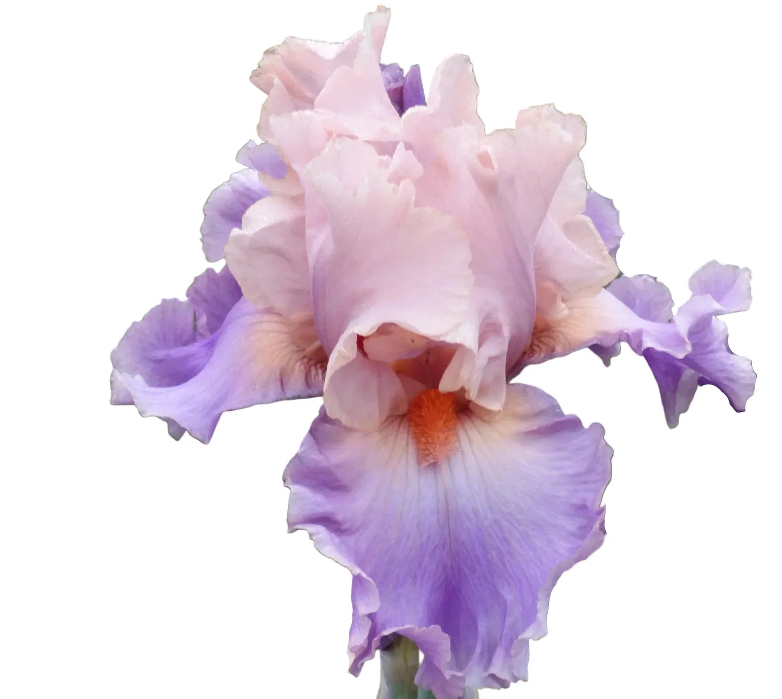 How to Plant Bearded Iris