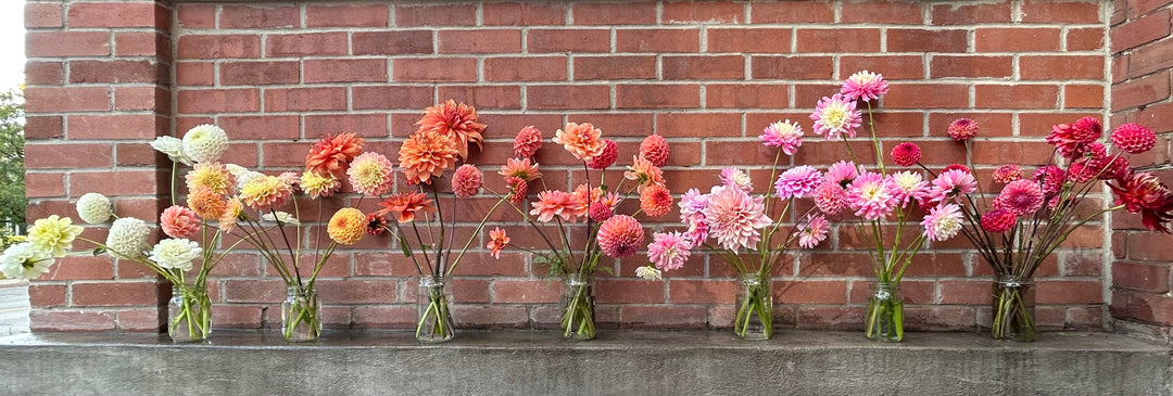 How to Plant Dahlias: A Complete Guide for Stunning Blooms