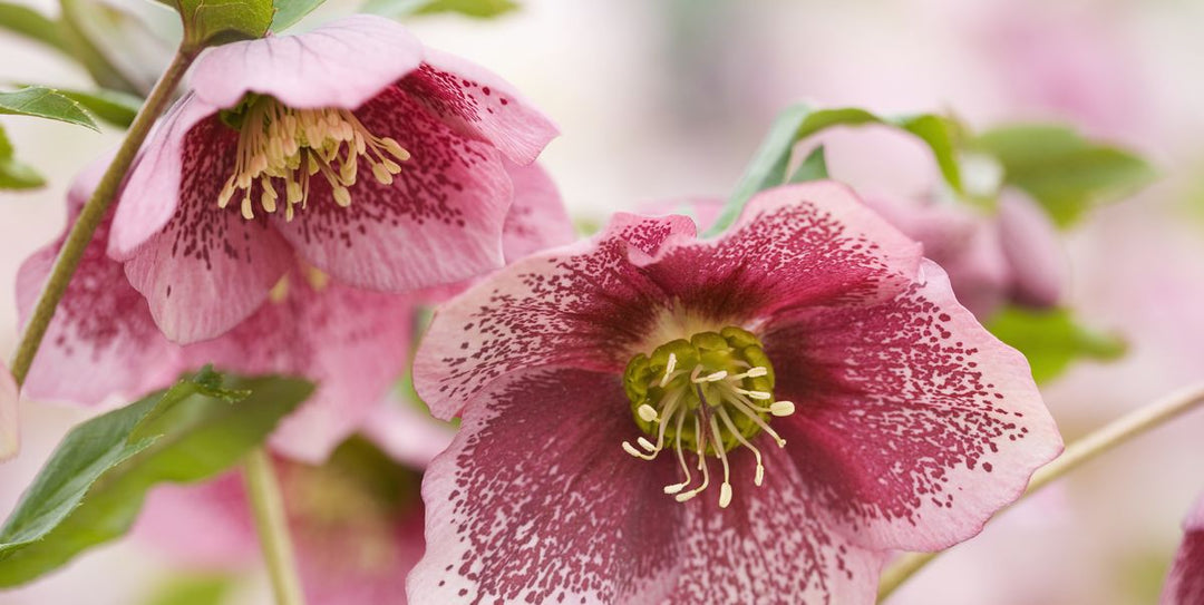 How to Plant Hellebores: Best Tips for Thriving Blooms