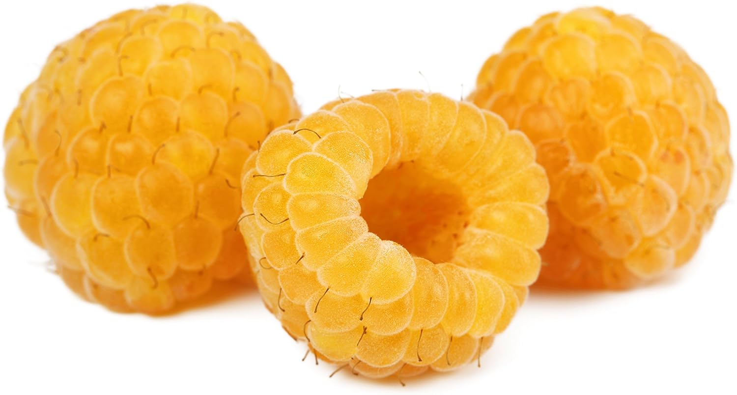 How to Plant & Grow Golden Everbearing Raspberries for a Bountiful Harvest