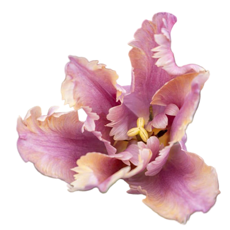 We plant tulip in November, here is why you should too!