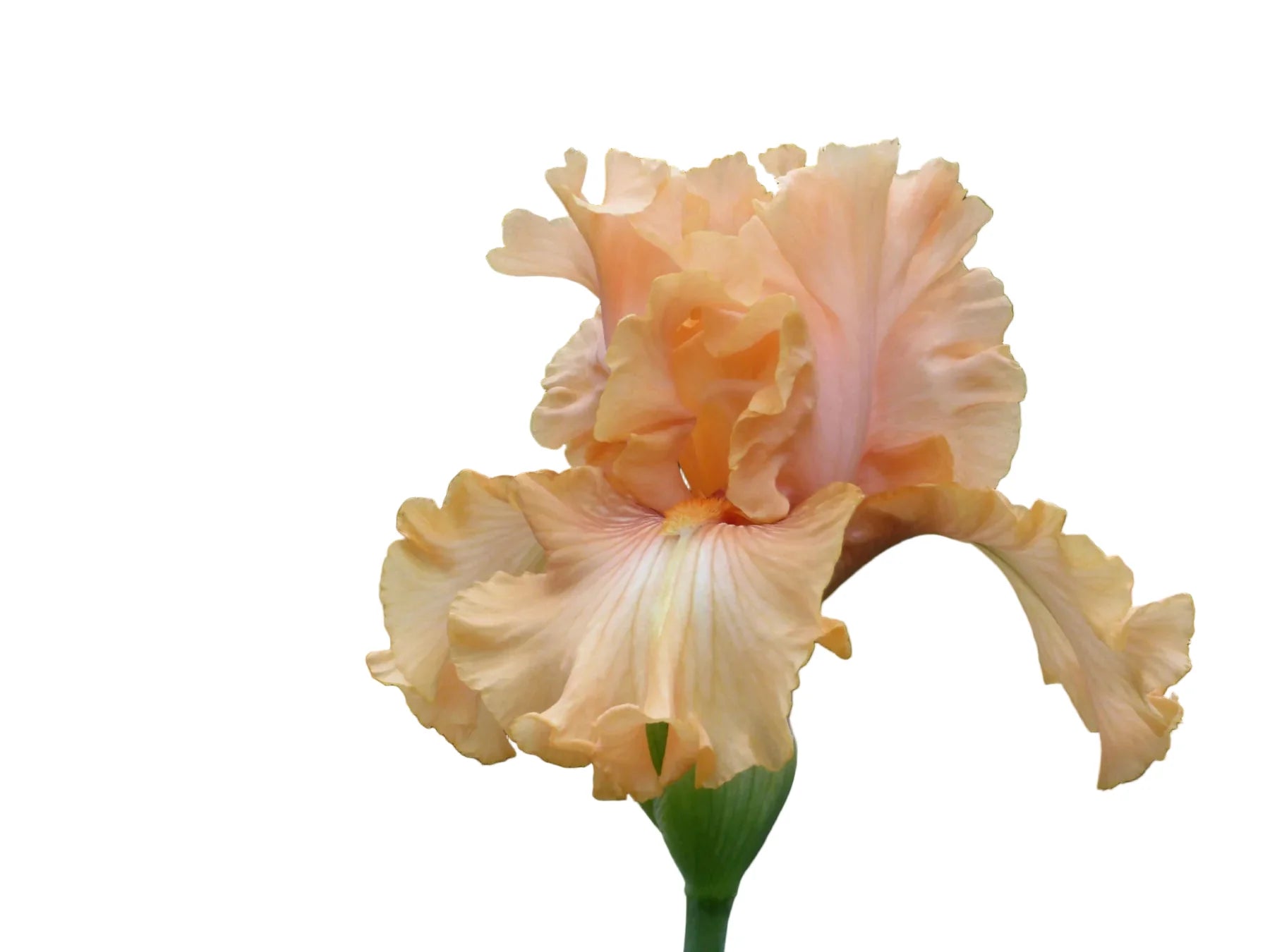 2025 Fall Bulb and Plant Sale