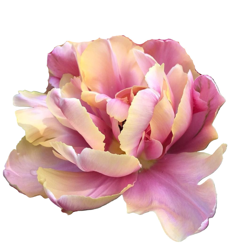 2025 Fall Bulb and Plant Sale