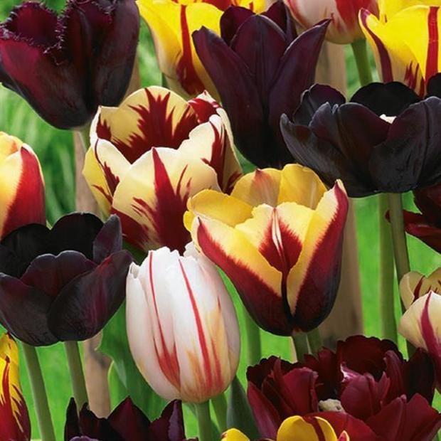 Tulip Mystic Fantasy Mix 10-pack