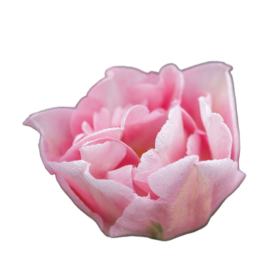 Tulip Dreamer 10-pack