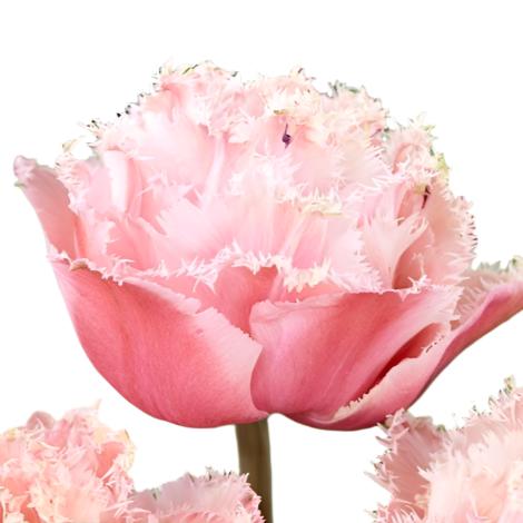 Tulip Pink Magic 10-pack