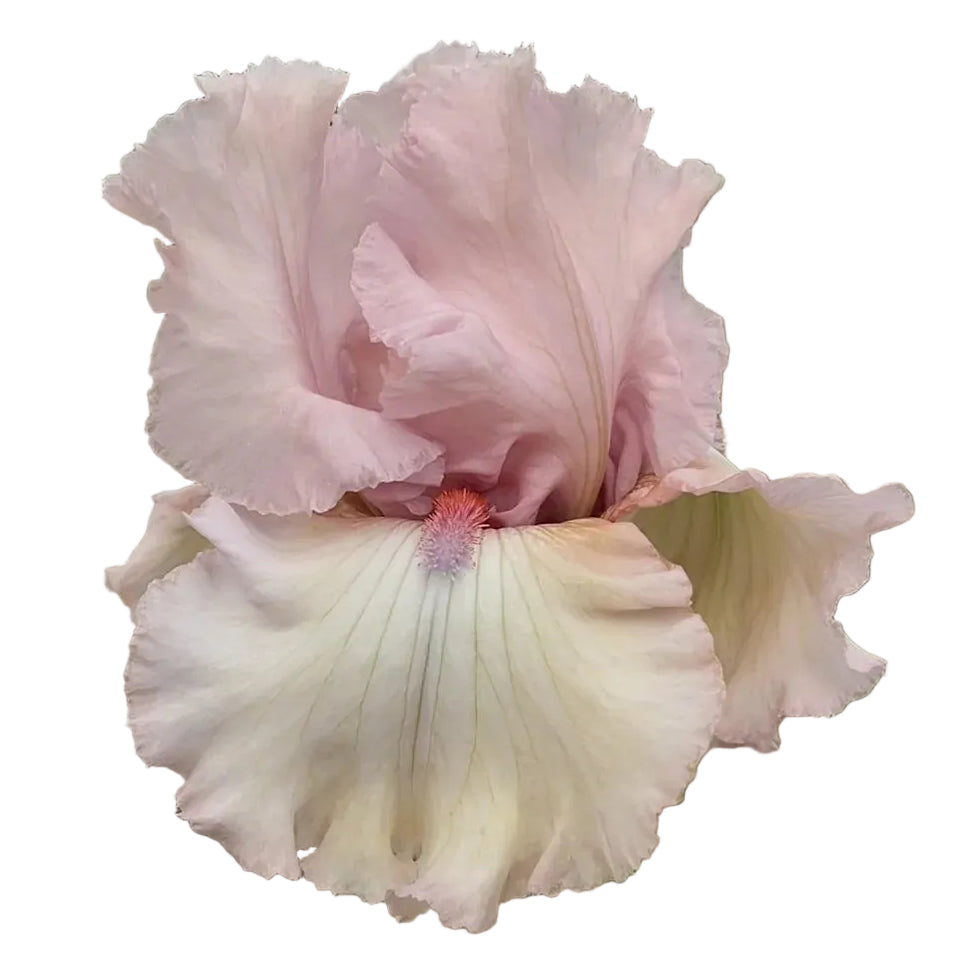 Iris Island Blush