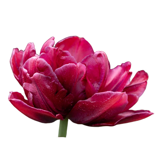 Tulip Alison Bradley 10-pack