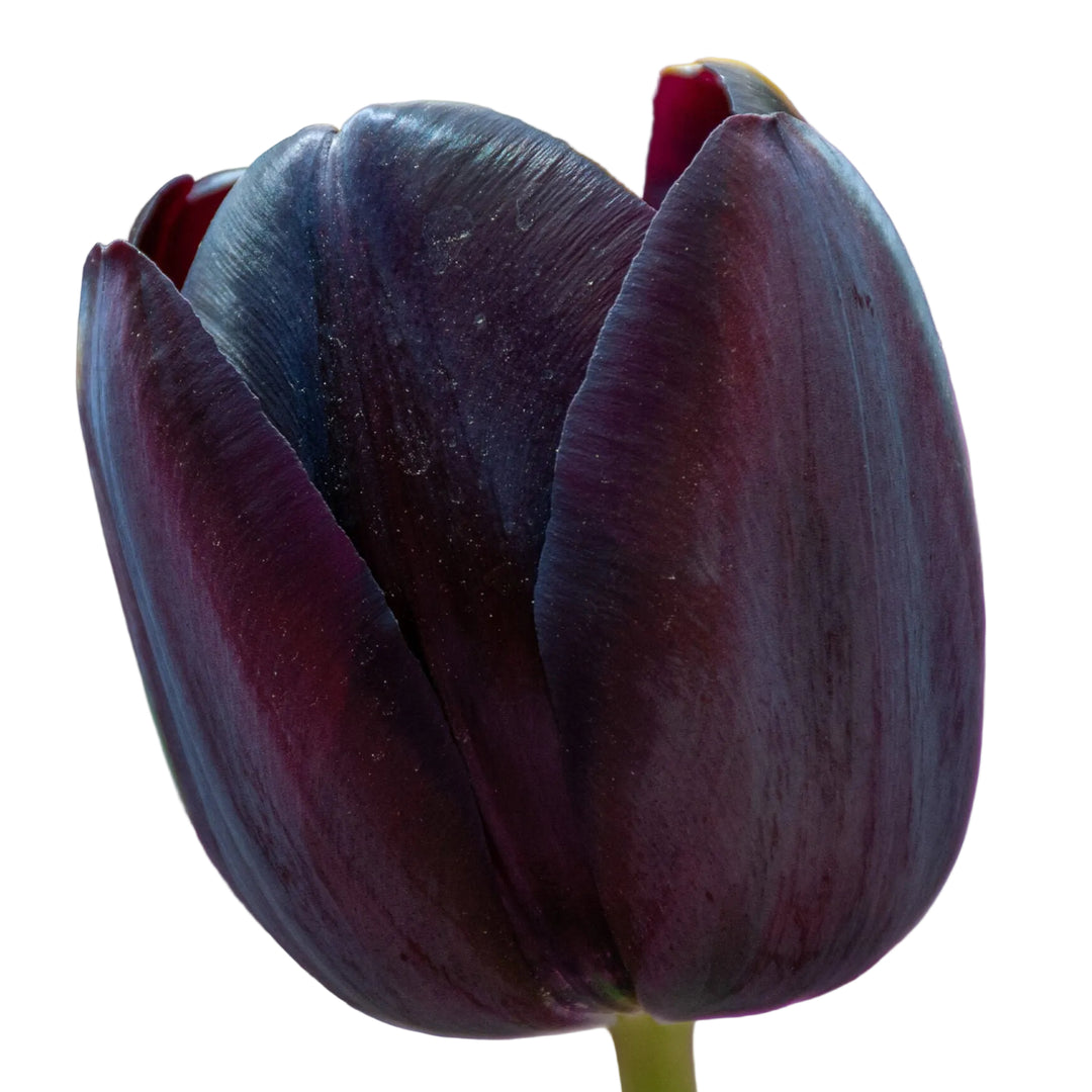Tulip Queen of Night 10-pack
