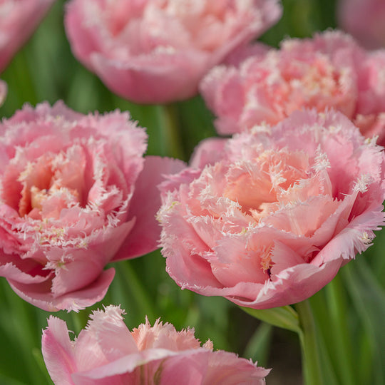 Tulip Pink Magic 10-pack