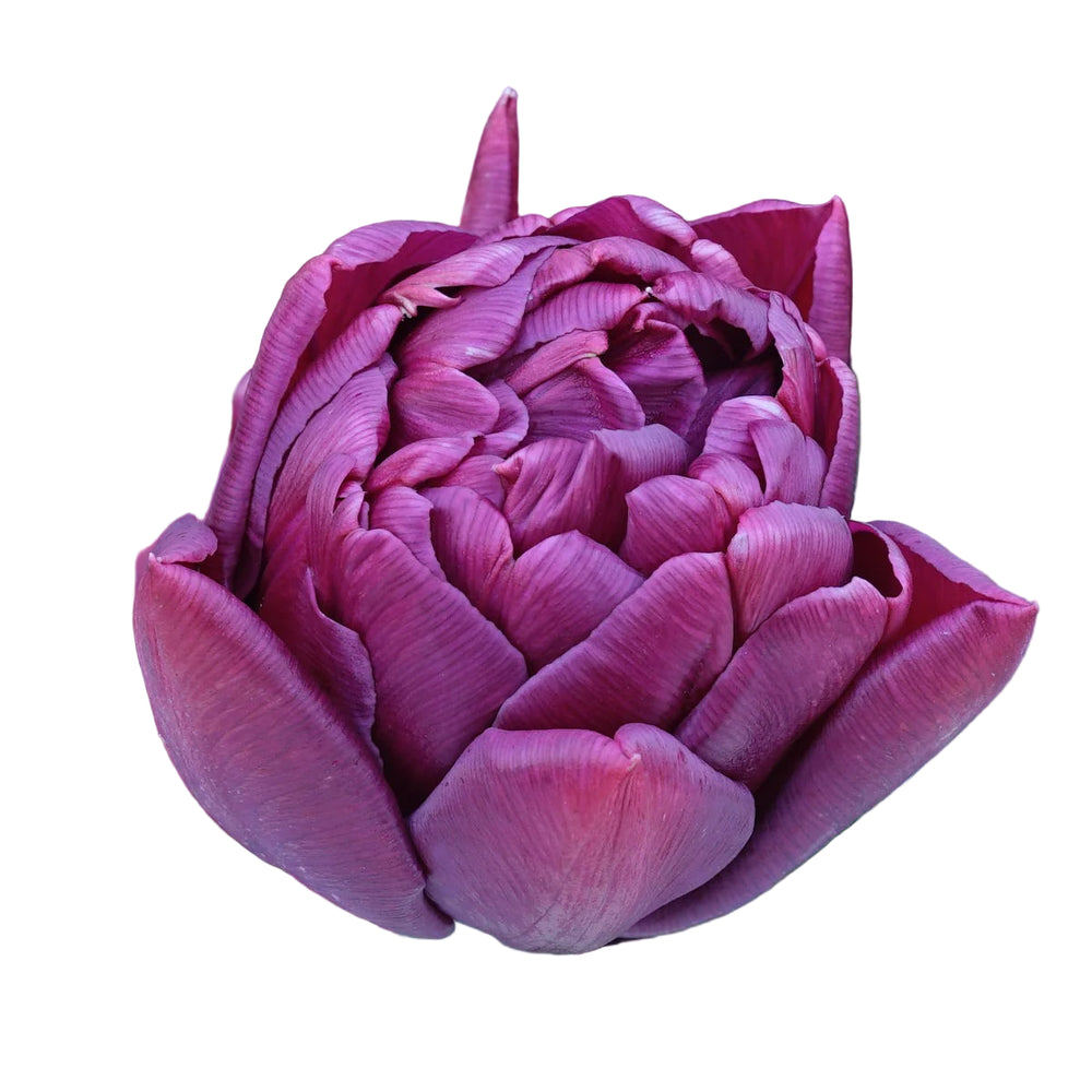 Tulip Alison Bradley 10-pack