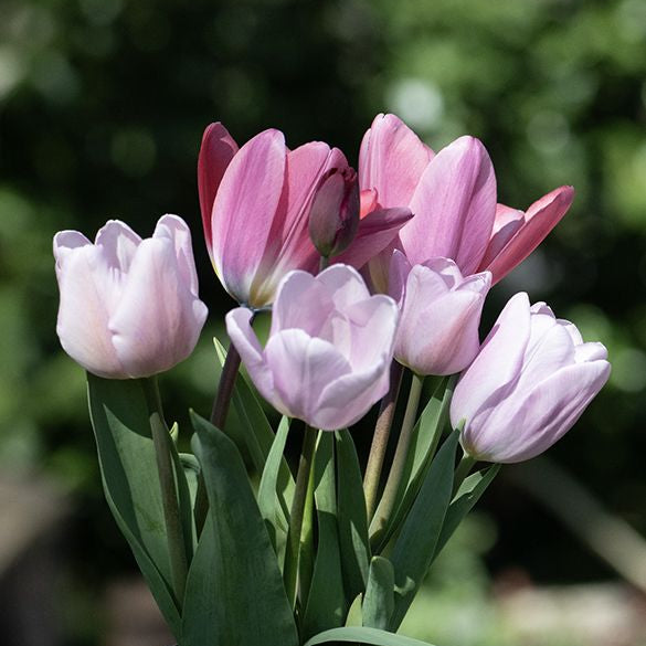 Tulip Light and Dreamy 10-pack