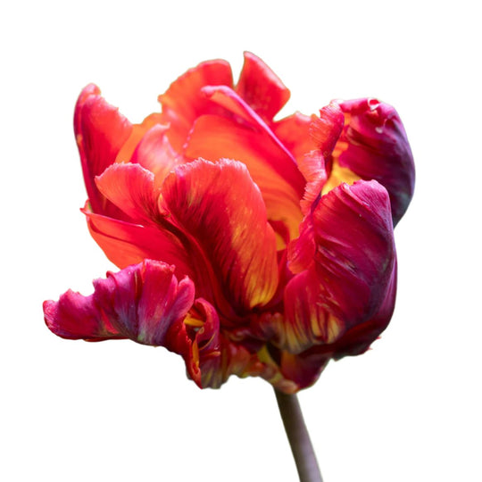 Tulip Rasta Parrot 10-pack