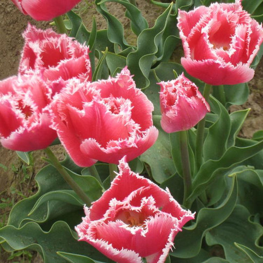 Tulip Bell Song 10-pack