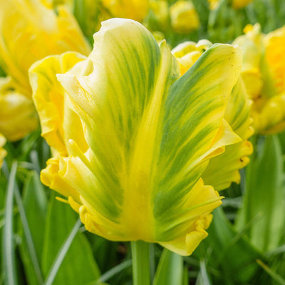 Tulip Yellow Madonna 10-pack