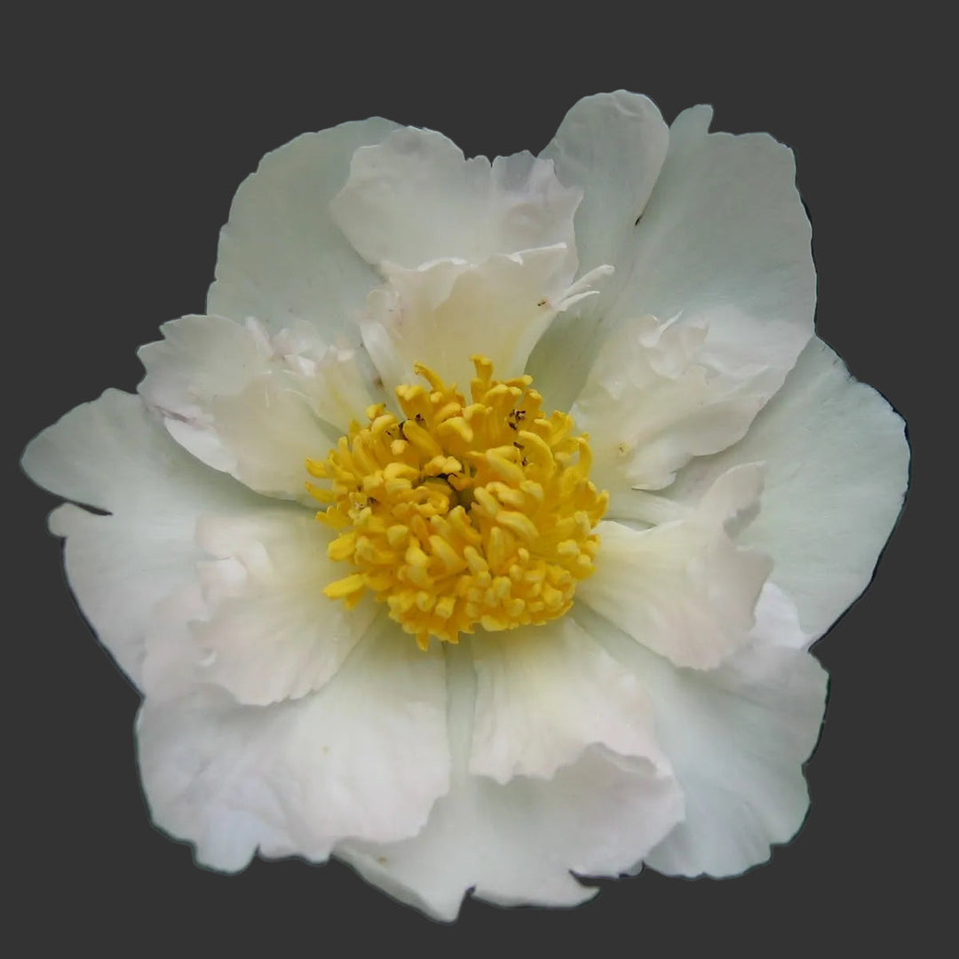 Peony Krinkled White