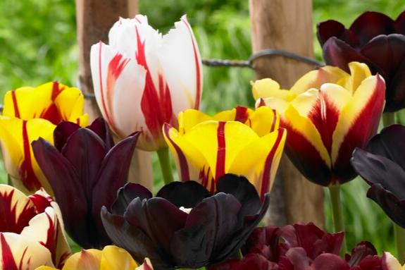 Tulip Mystic Fantasy Mix 10-pack