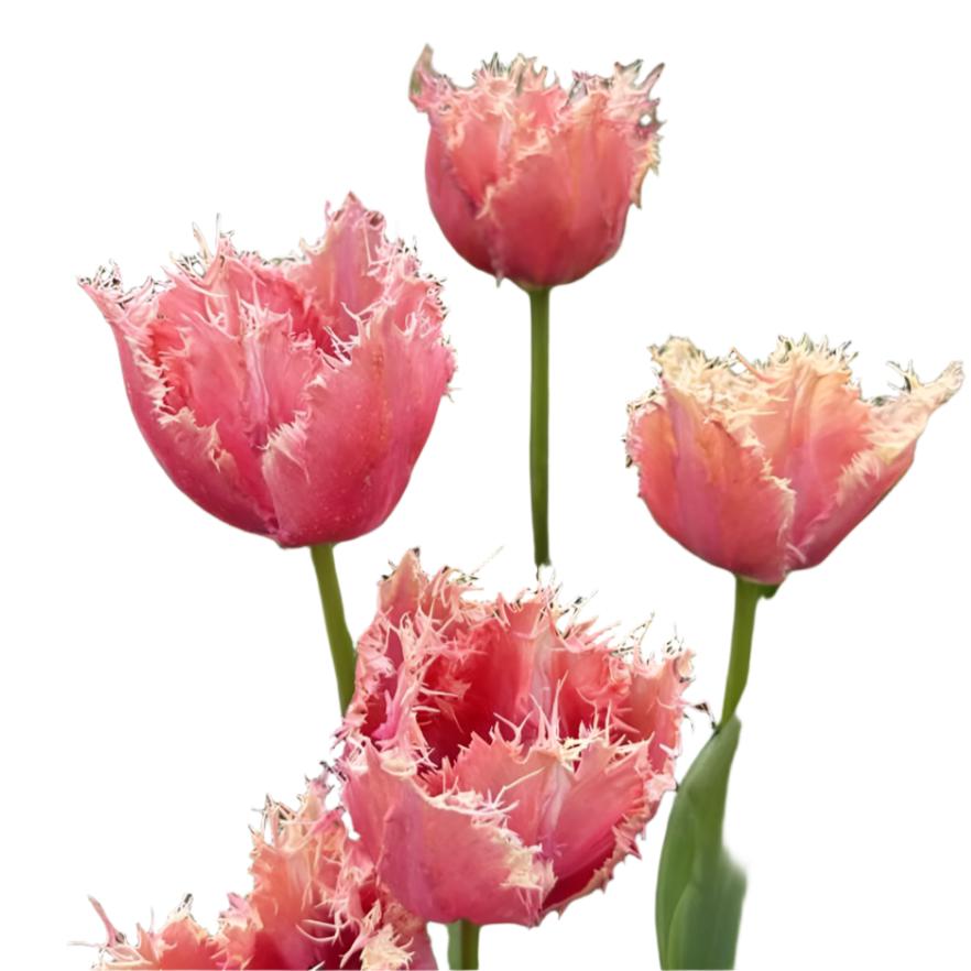 Tulip Paleis Het Loo 10-pack