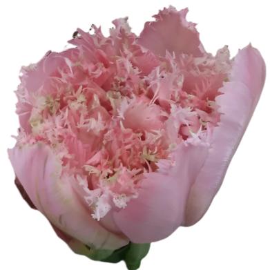 Tulip Pink Magic 10-pack