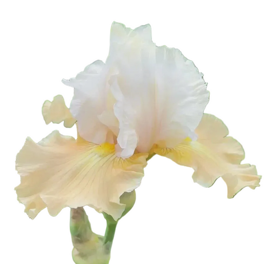 Champagne Elegance MULTI-AWARD WINNER