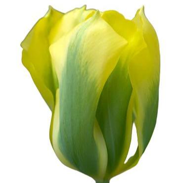 Tulip Viridiflora Formosa