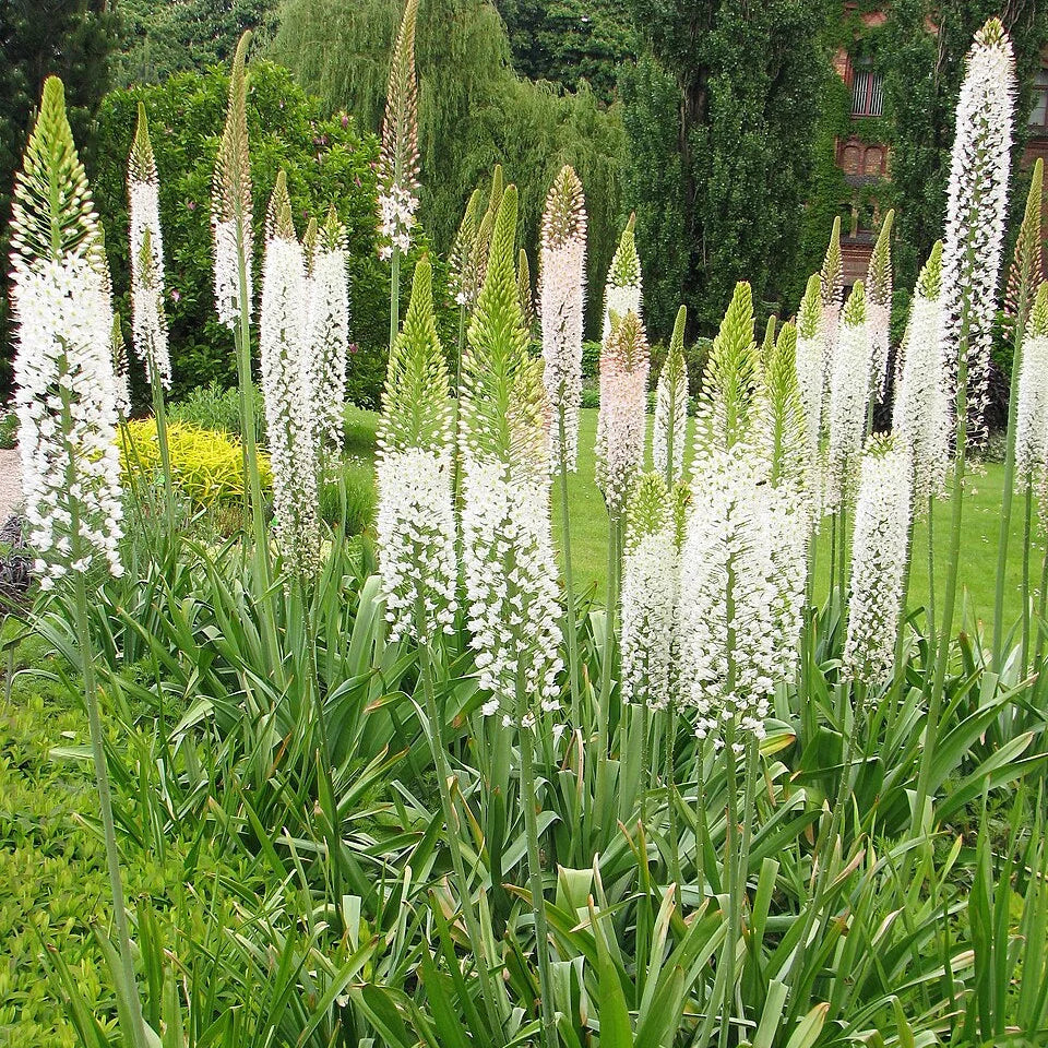 Eremurus White Tops 1-pack