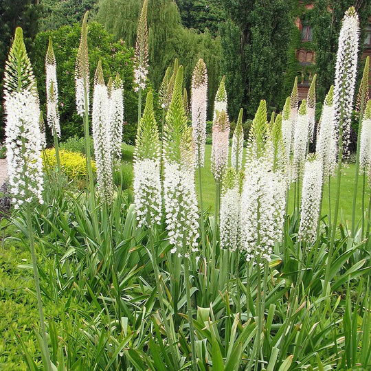 Eremurus White Tops 1-pack