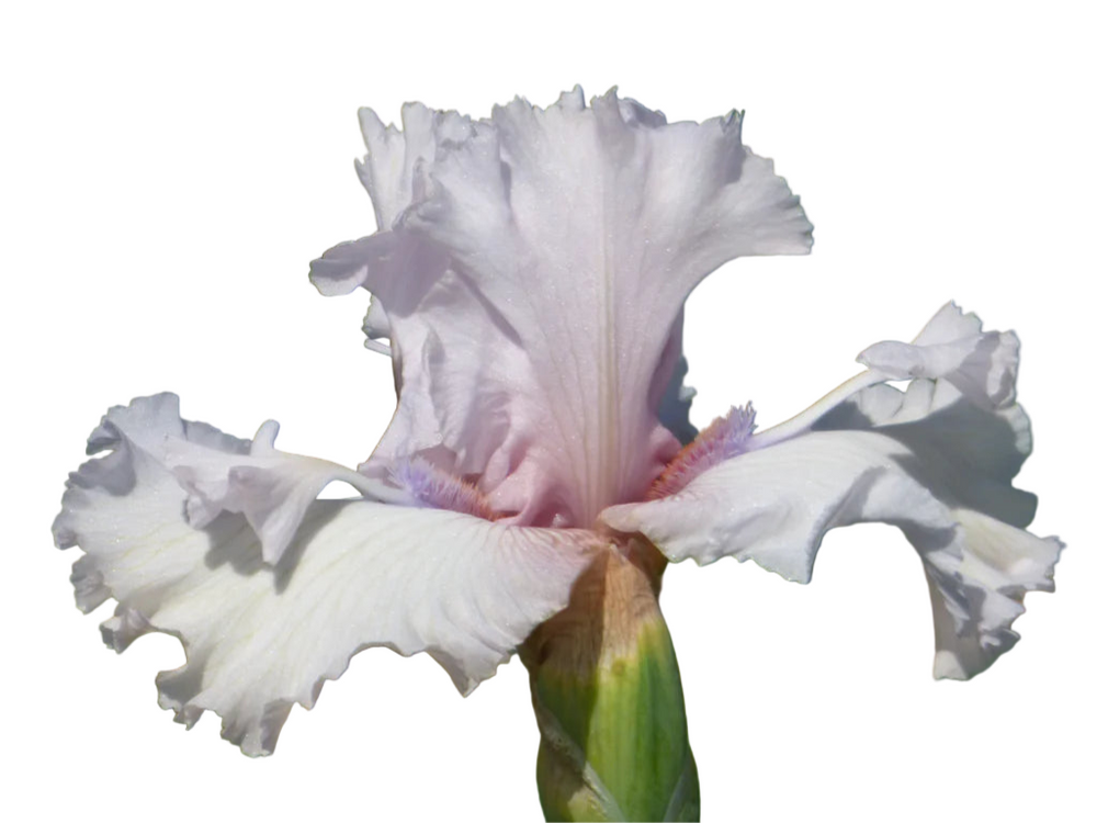 Blush white iris flower with ruffled petals 