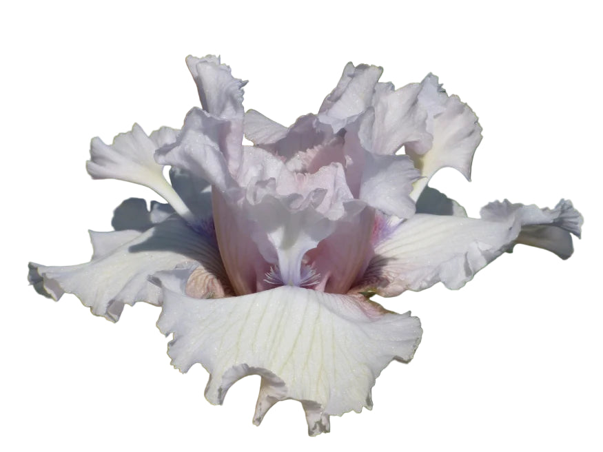 Close-up of a white and purple Iris flower