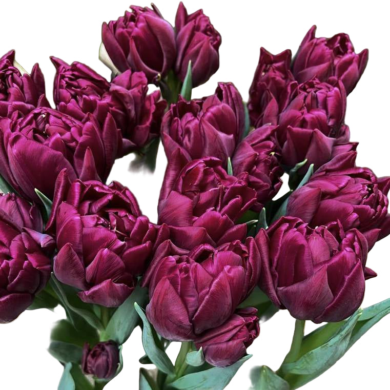 Tulip Alison Bradley 10-pack