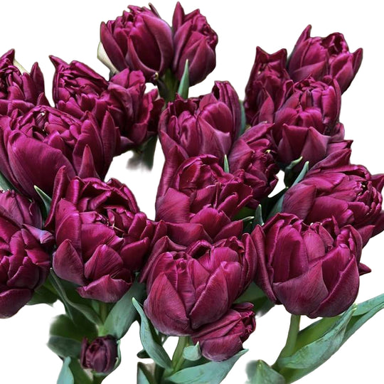 Tulip Alison Bradley 10-pack
