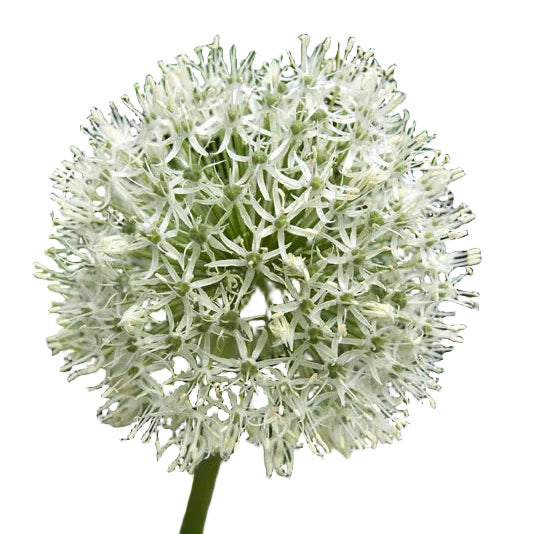 Allium Mount Everest 1-pack