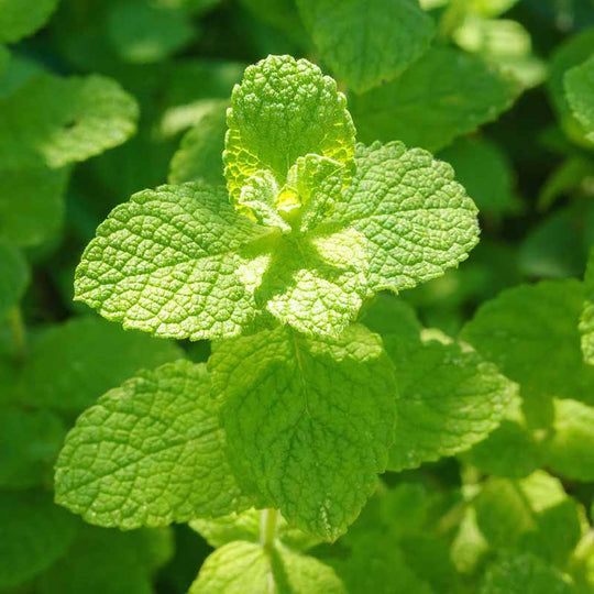 Applemint