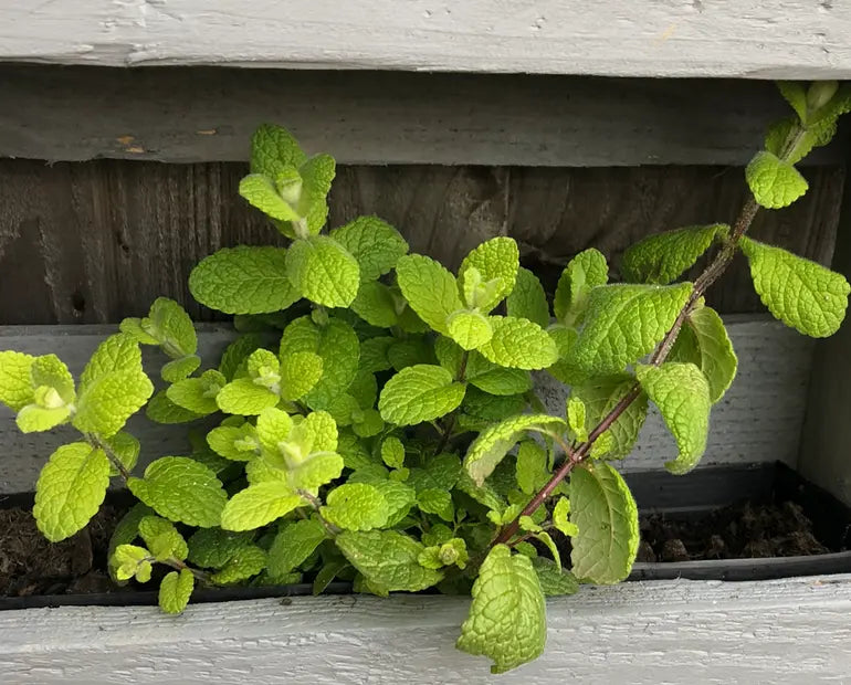 Applemint