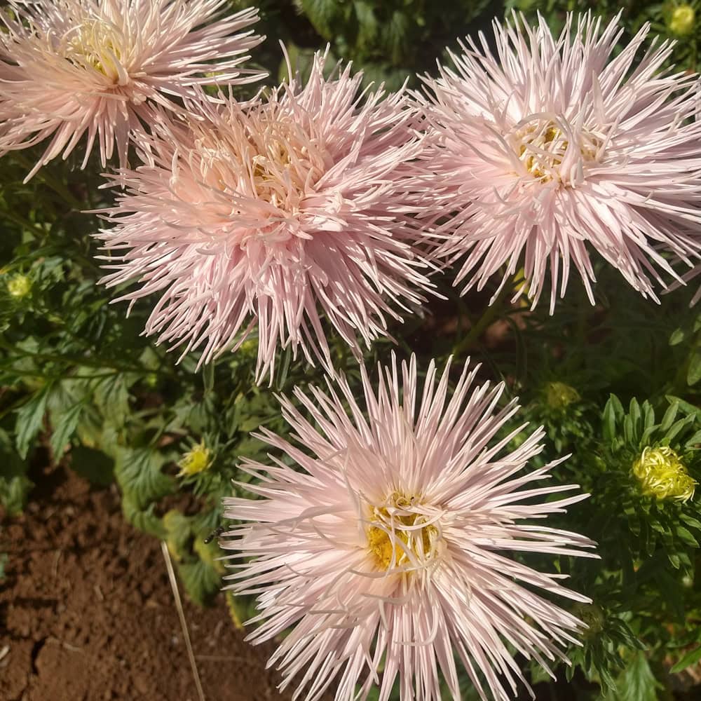 Aster Valkyrie Brunhilde Chamois