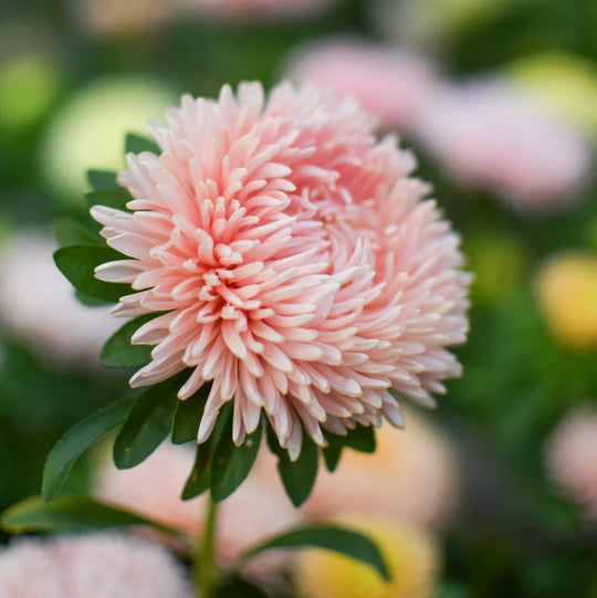 Aster King Size Apricot