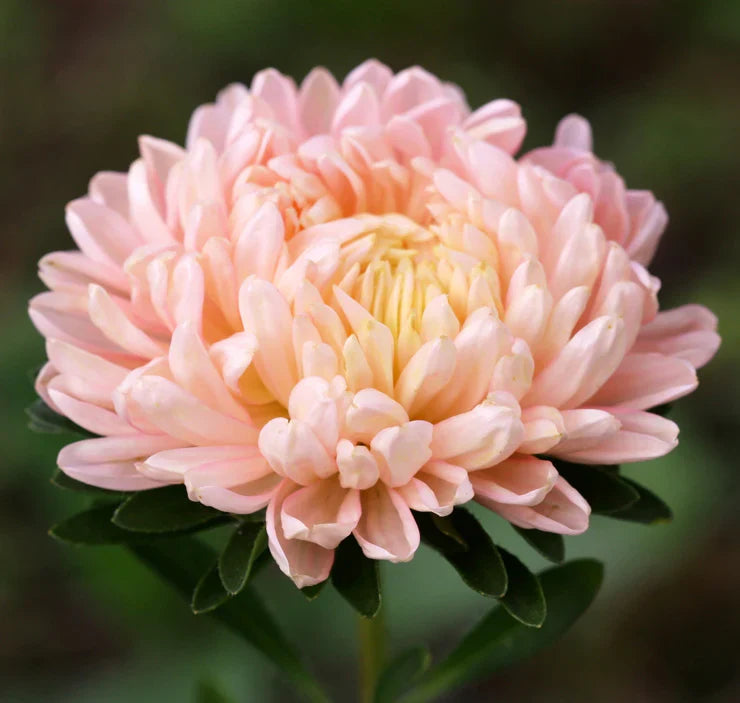 Aster King Size Apricot