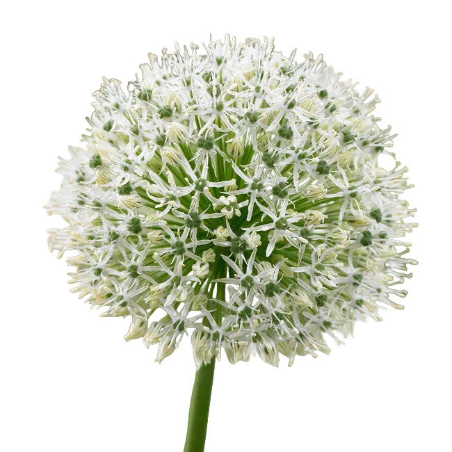 Allium Mount Everest 1-pack