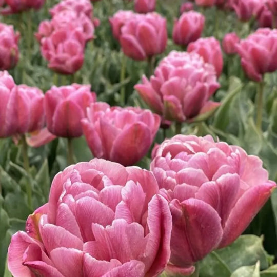 Tulip Beachberry 10-pack