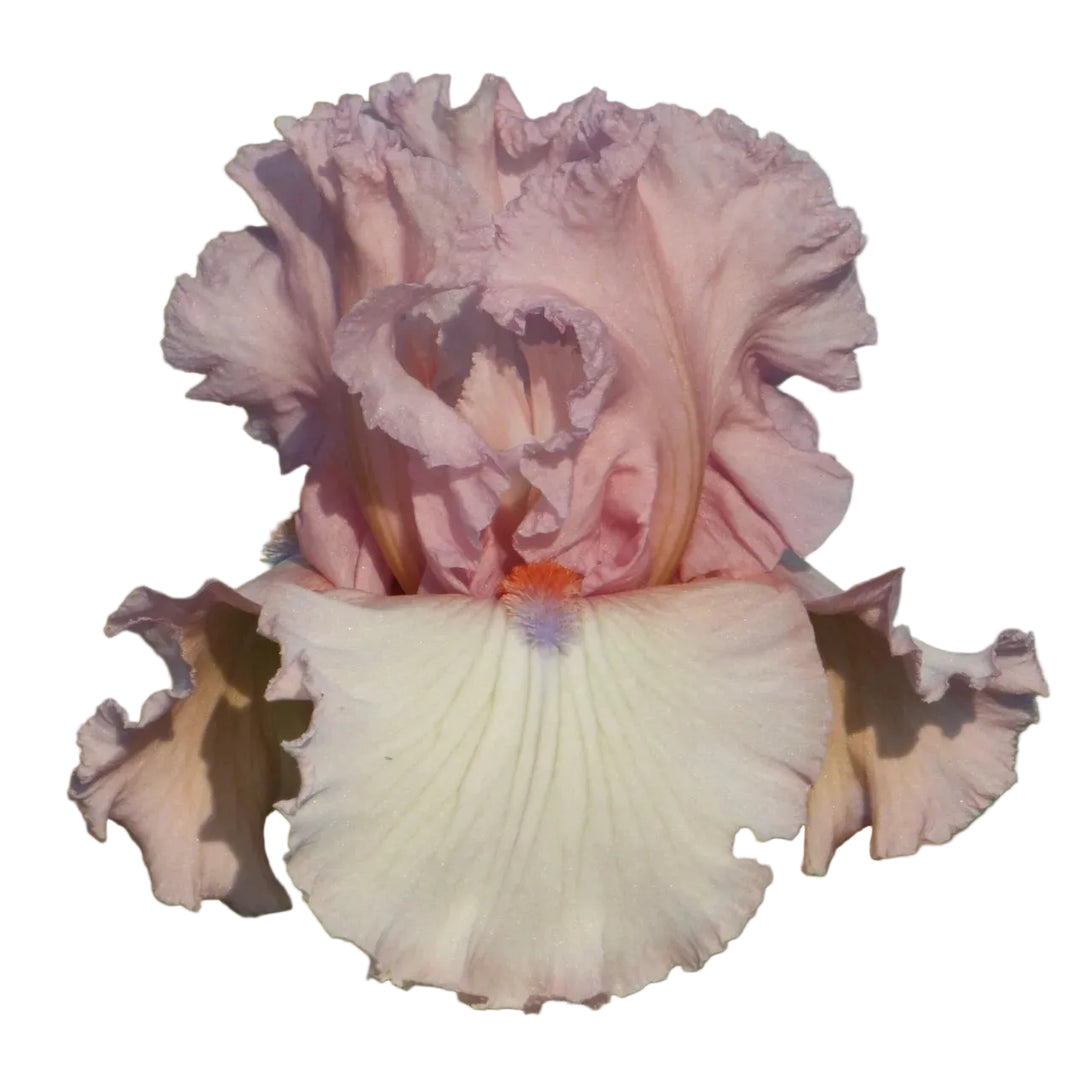 Iris Island Blush
