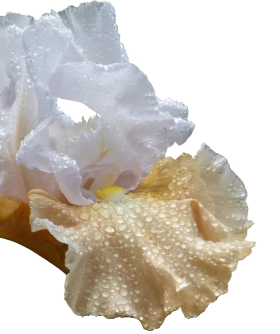 Champagne Elegance MULTI-AWARD WINNER
