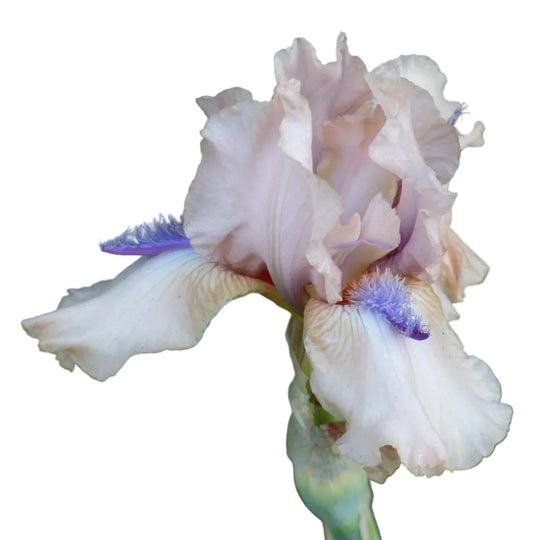 Iris Concertina MULTI-AWARD WINNER